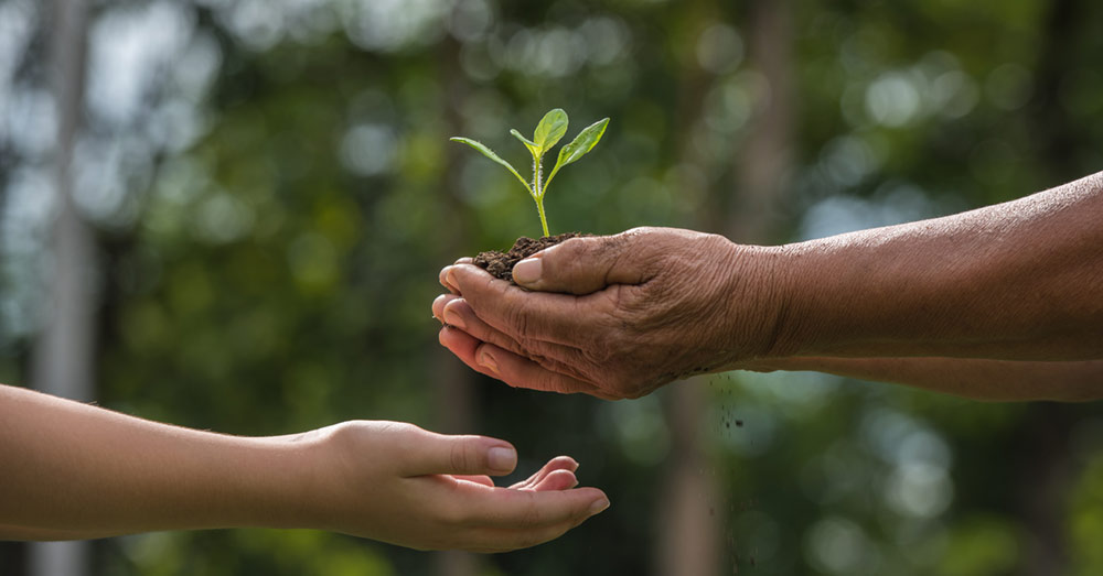 Proyectos que reutilizan datos abiertos e IA para solucionar desafíos medioambientales Brote de una planta.